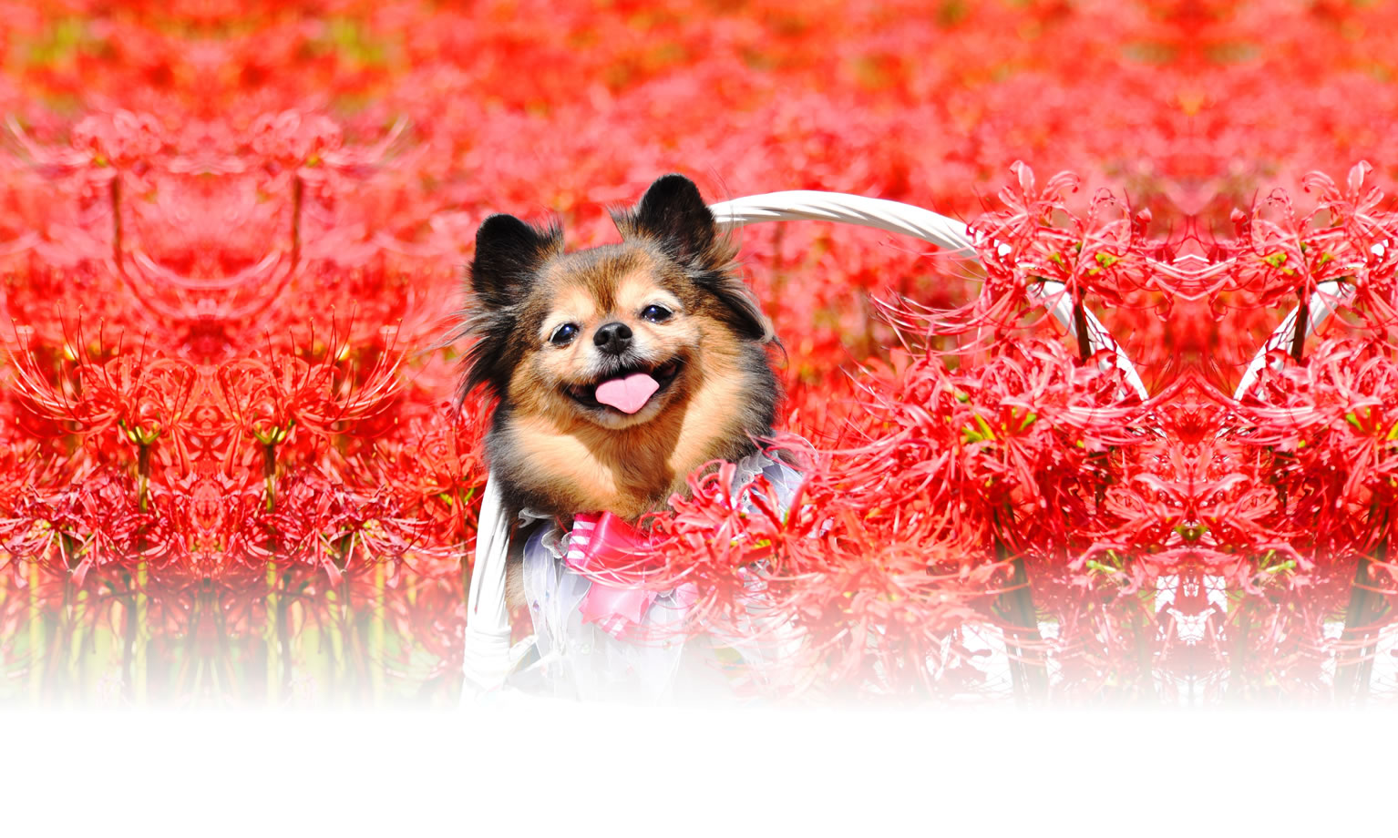 夏の愛犬との旅行 画像 3