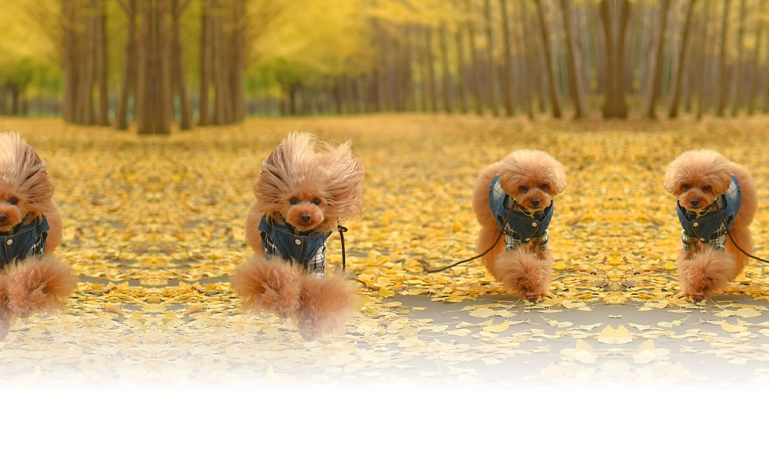 夏の愛犬との旅行 画像 3