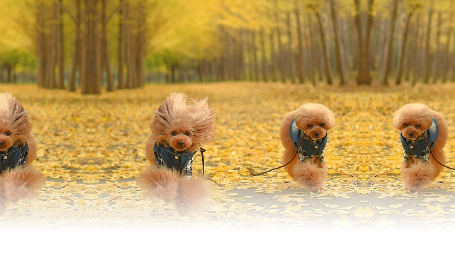 夏の愛犬との旅行 画像 3