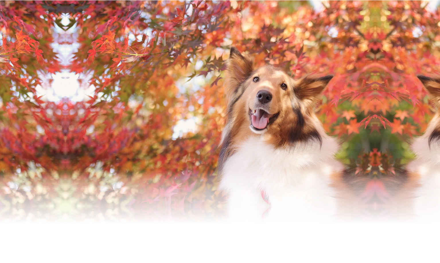 夏の愛犬との旅行 画像 3