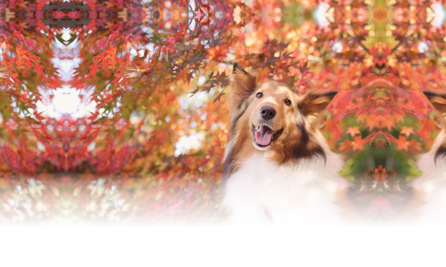 夏の愛犬との旅行 画像 3