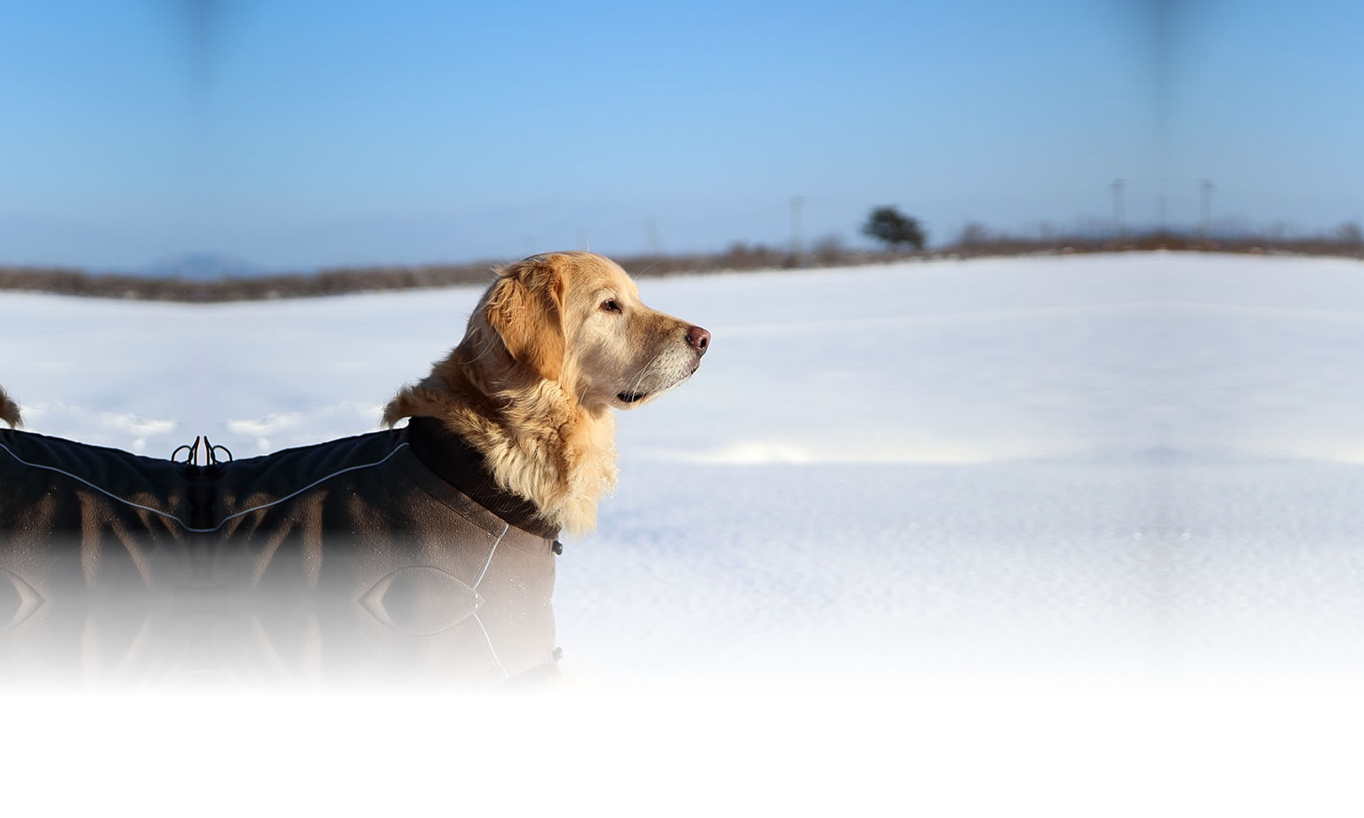 夏の愛犬との旅行 画像 3