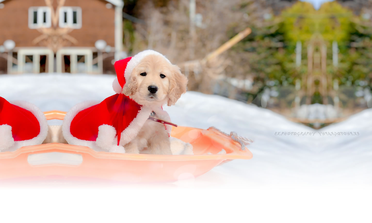 夏の愛犬との旅行 画像 3