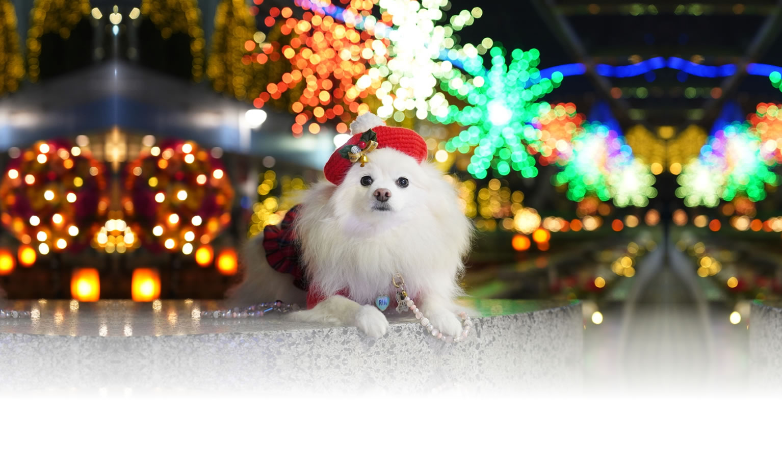 夏の愛犬との旅行 画像 3