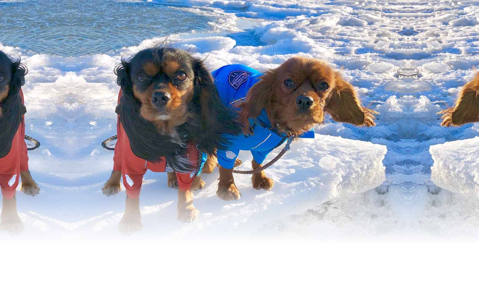 夏の愛犬との旅行 画像 3