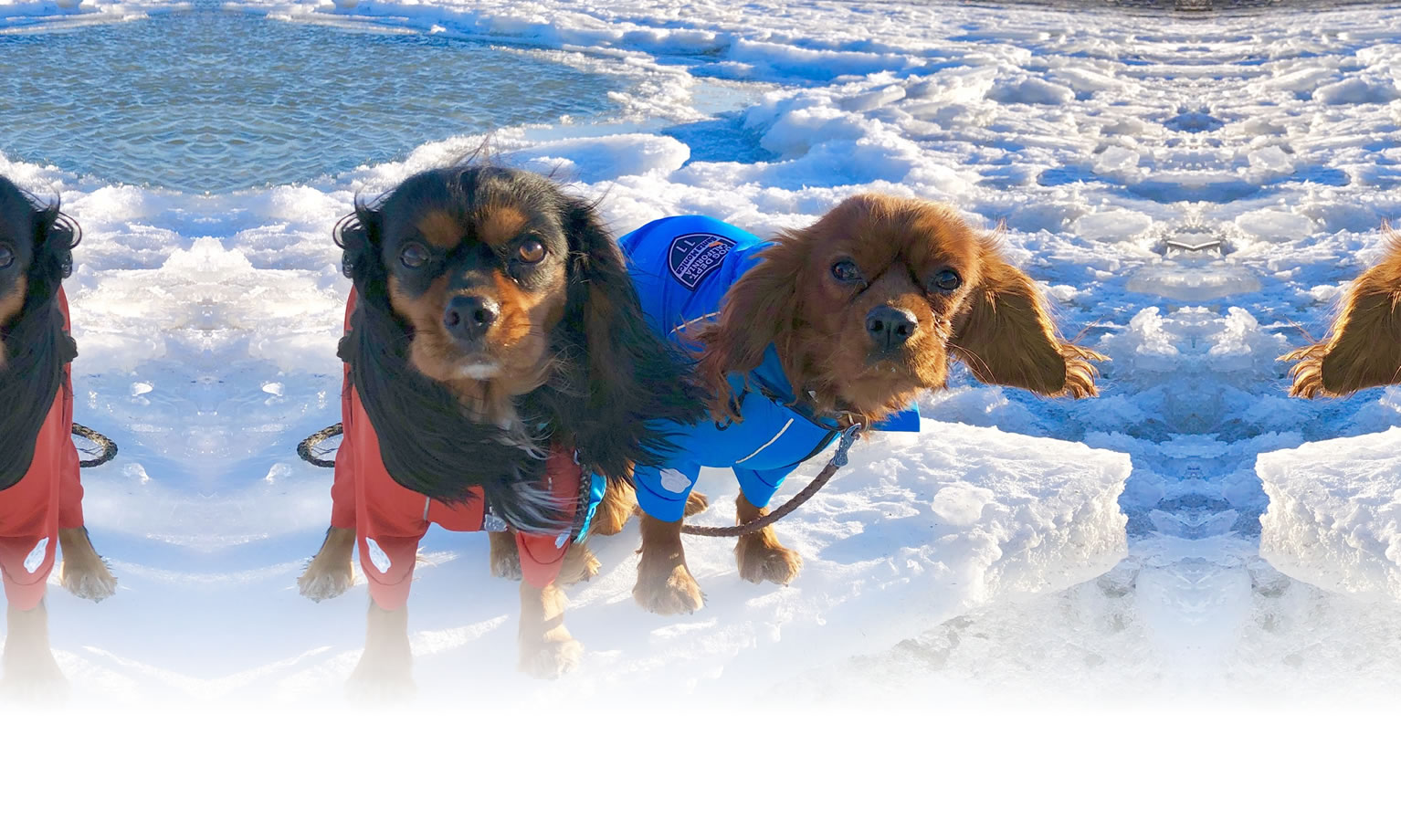 夏の愛犬との旅行 画像 3
