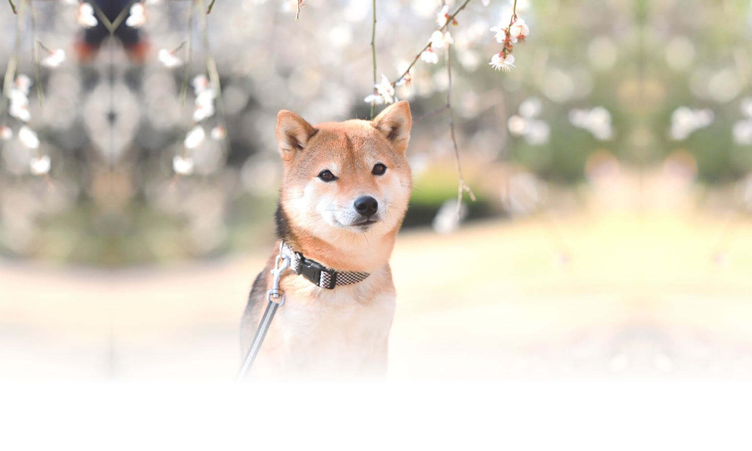 夏の愛犬との旅行 画像 3