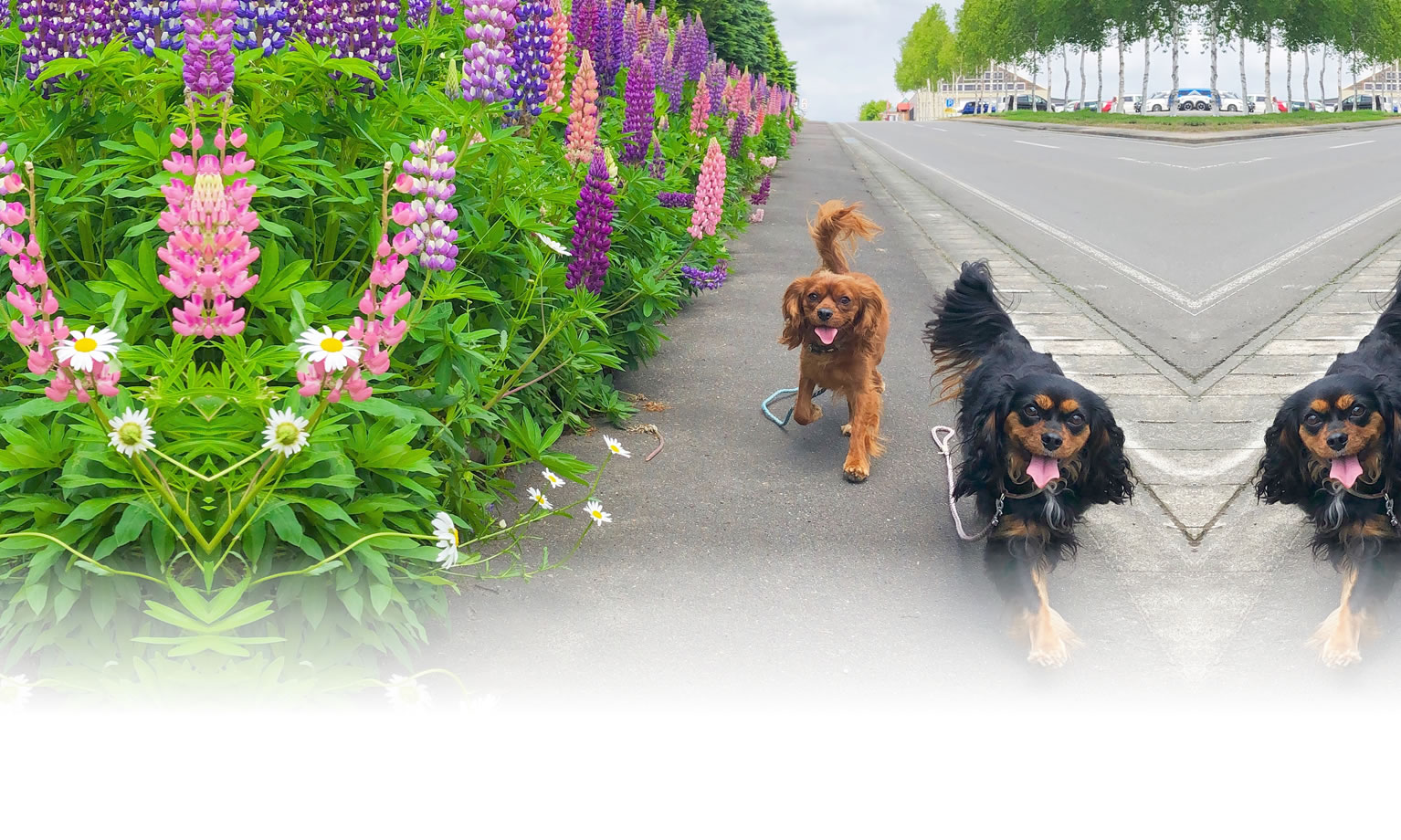 夏の愛犬との旅行 画像 3
