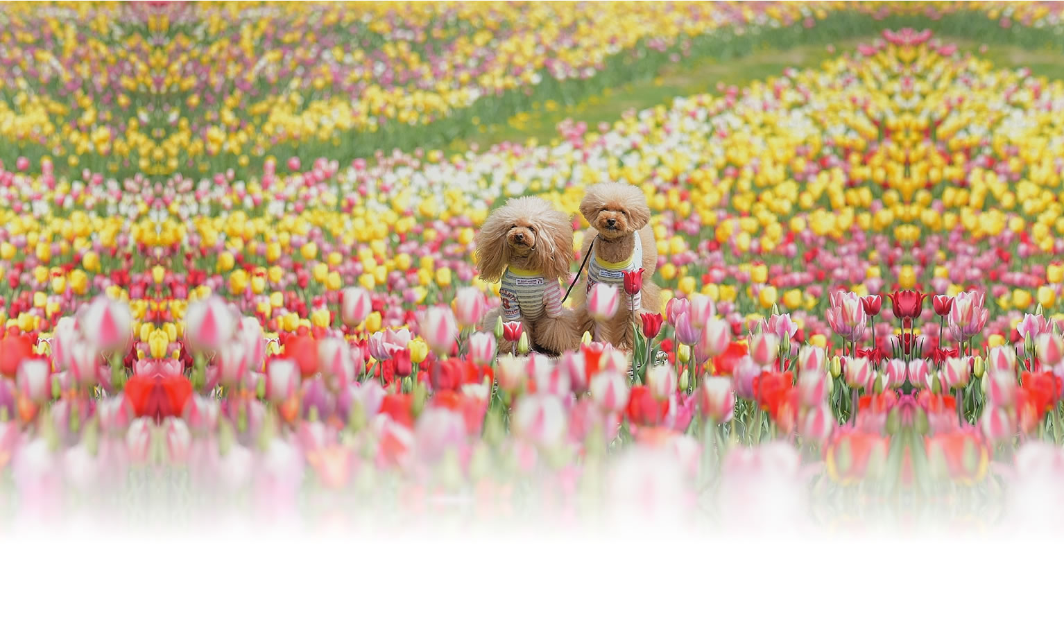 夏の愛犬との旅行 画像 3