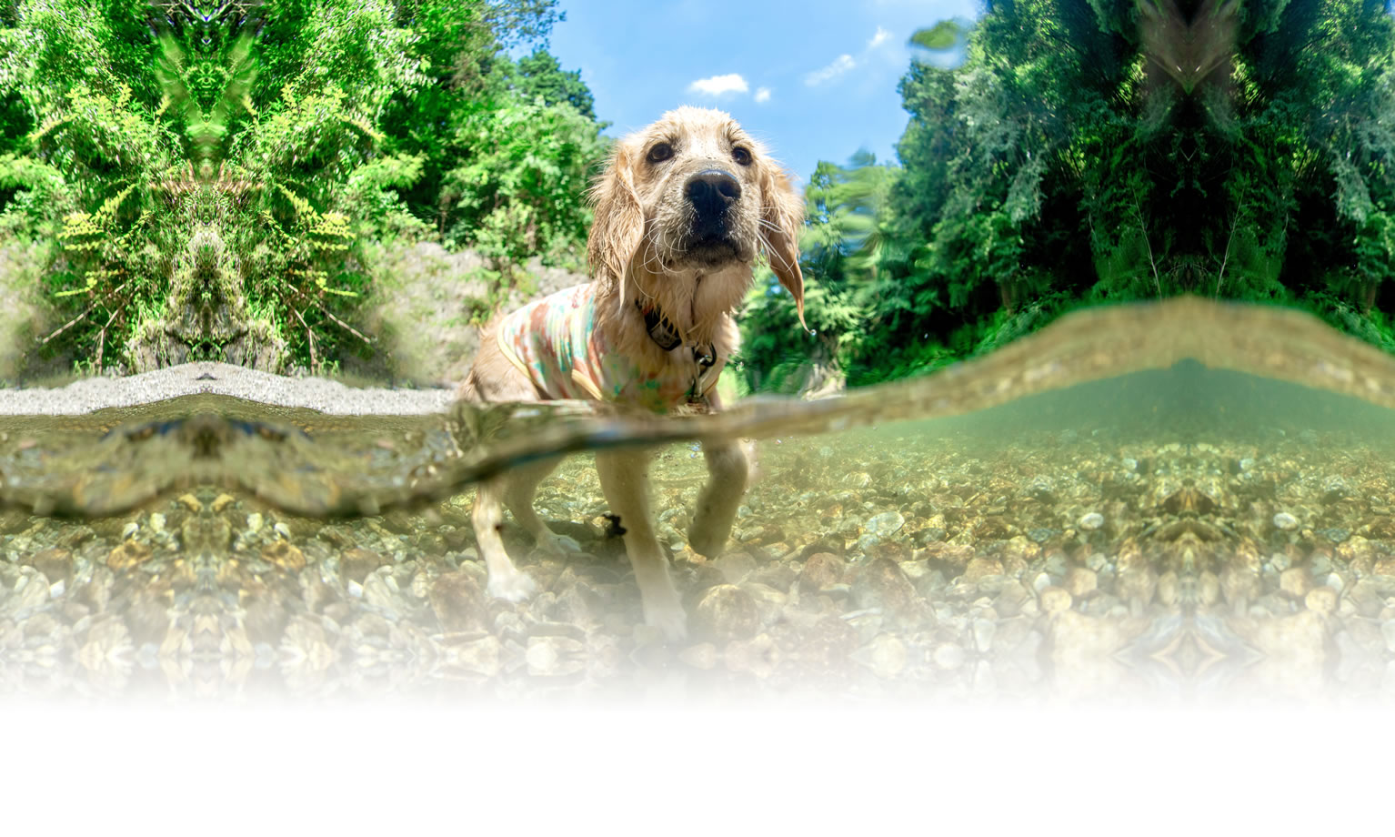 夏の愛犬との旅行 画像 3