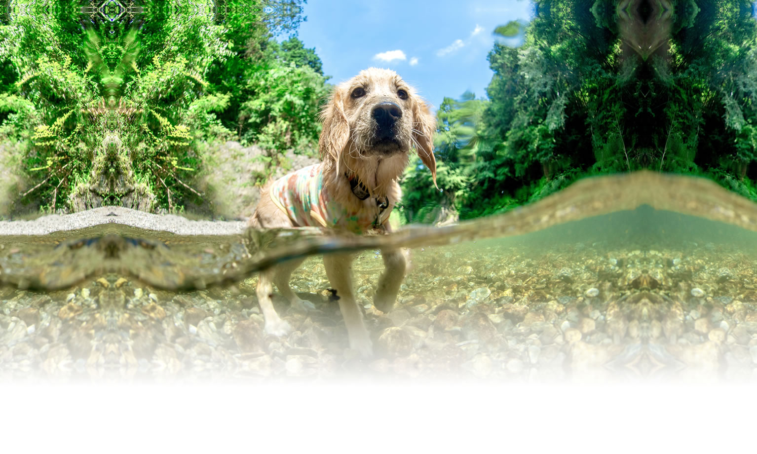 夏の愛犬との旅行 画像 3
