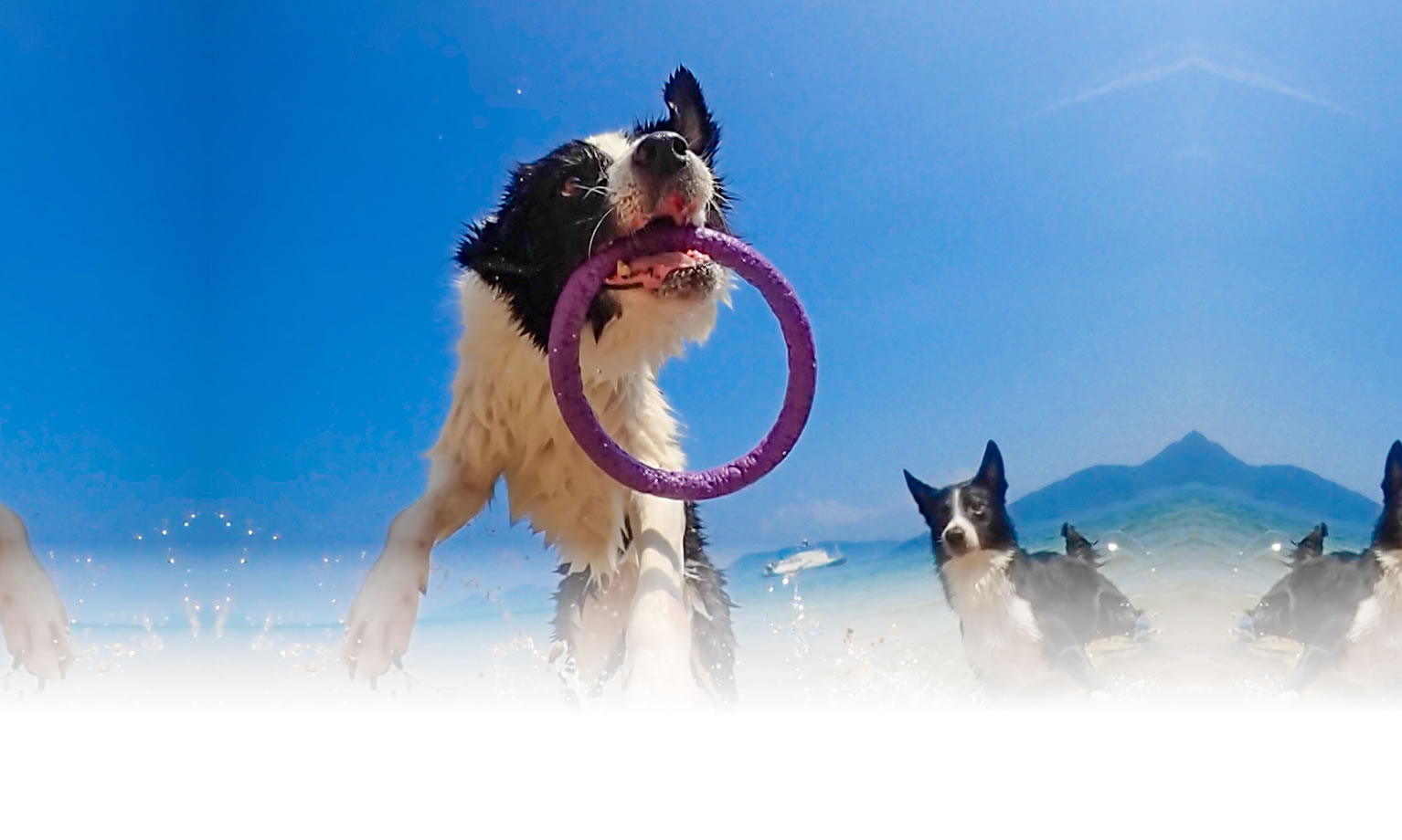 夏の愛犬との旅行 画像 3