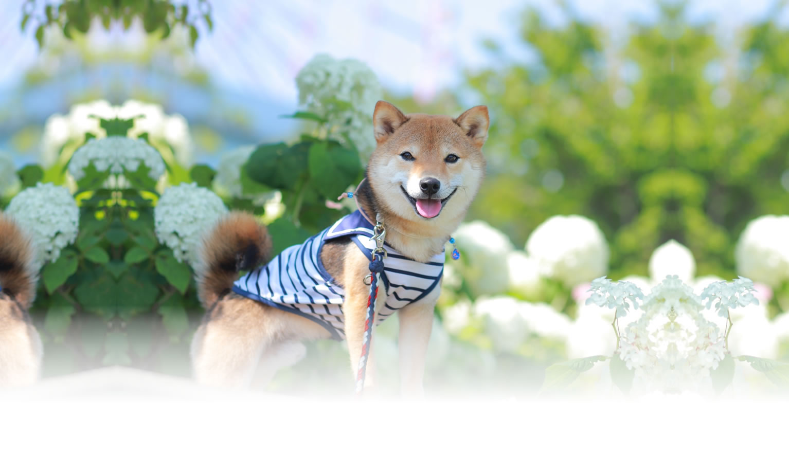 夏の愛犬との旅行 画像 3
