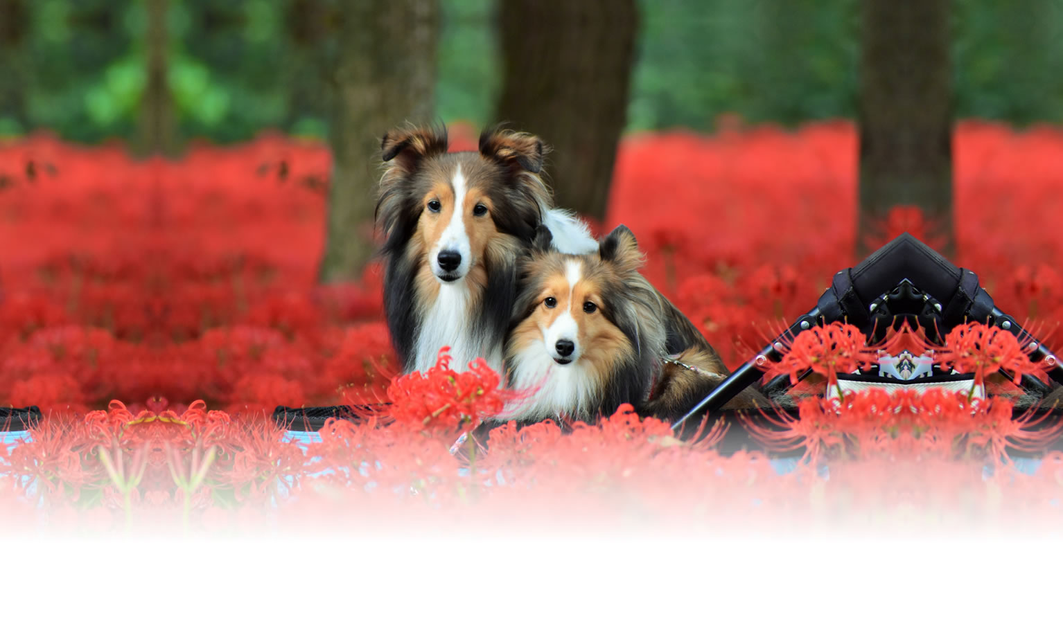 夏の愛犬との旅行 画像 3