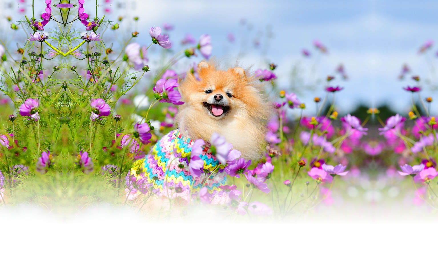 夏の愛犬との旅行 画像 3