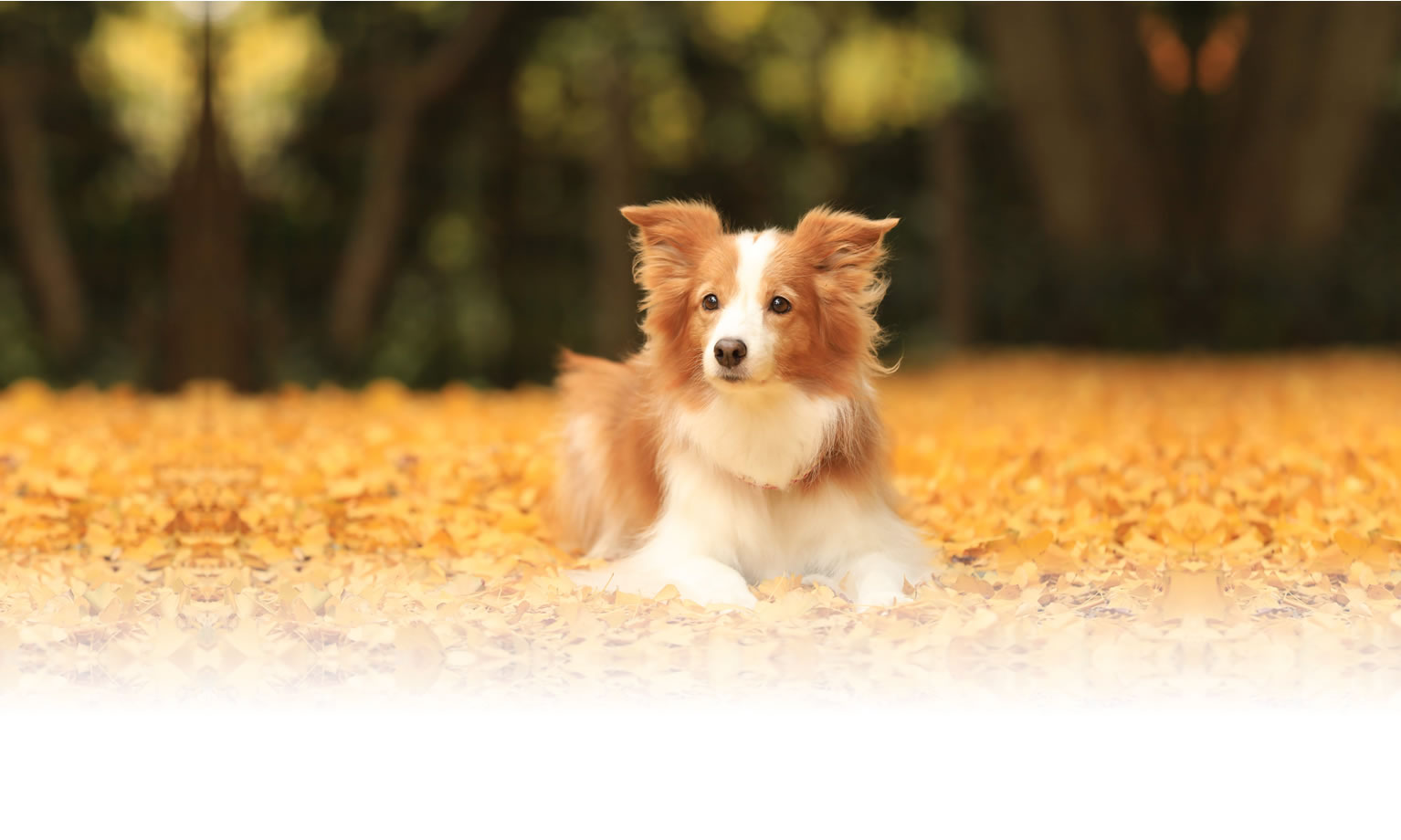 夏の愛犬との旅行 画像 3