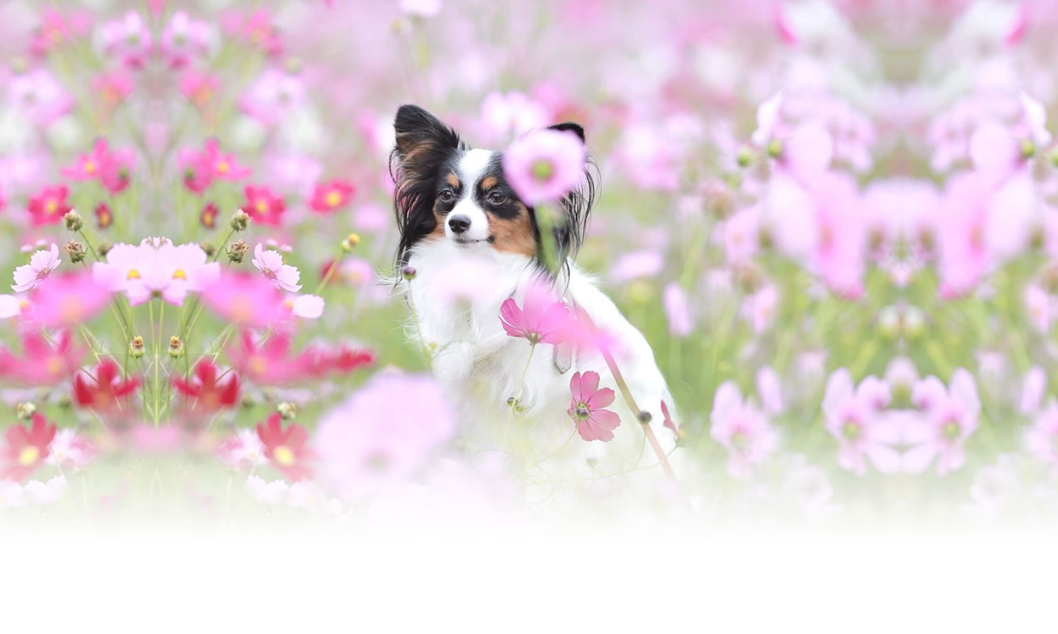 夏の愛犬との旅行 画像 3