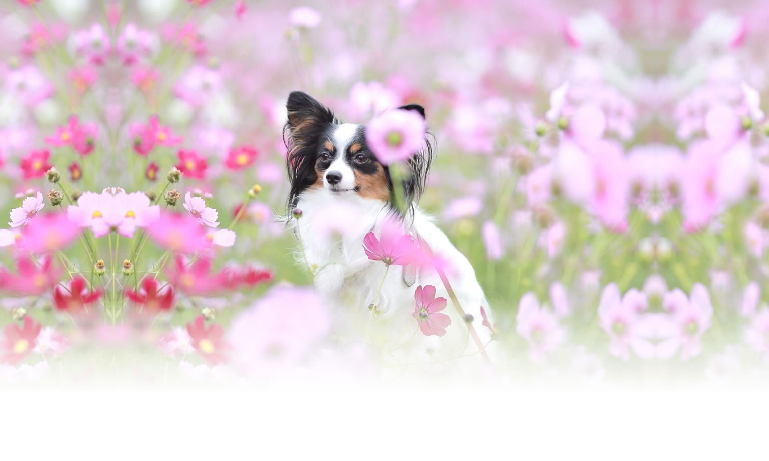 夏の愛犬との旅行 画像 3