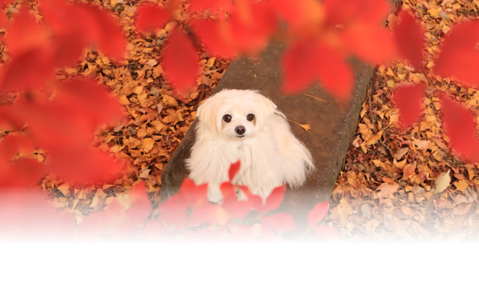 夏の愛犬との旅行 画像 3