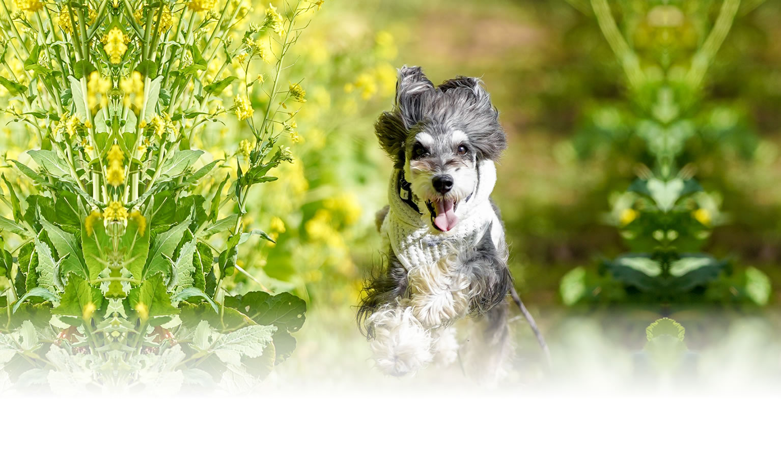 夏の愛犬との旅行 画像 3
