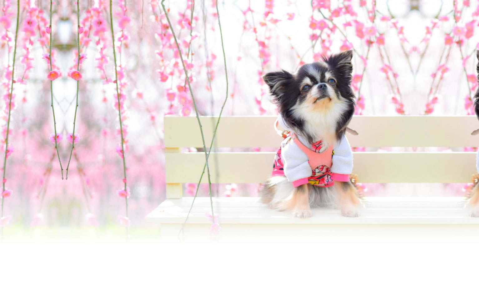 夏の愛犬との旅行 画像 3