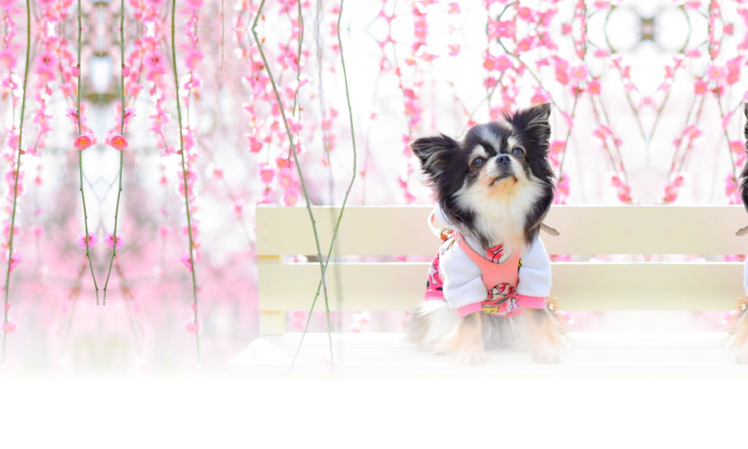 夏の愛犬との旅行 画像 3