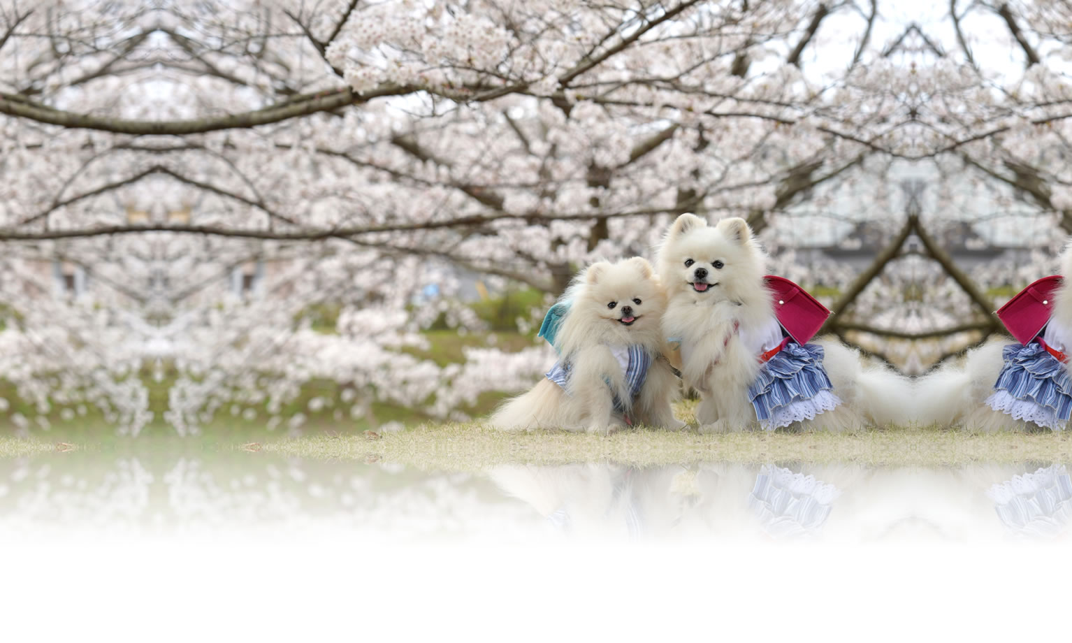 夏の愛犬との旅行 画像 3