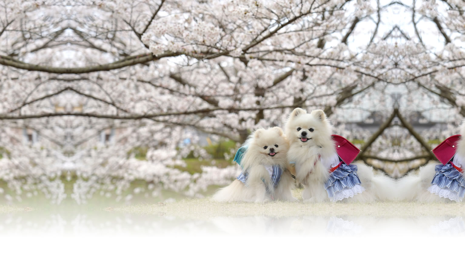 夏の愛犬との旅行 画像 3