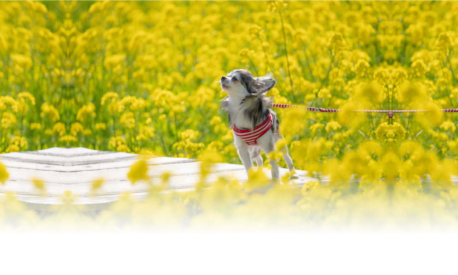 夏の愛犬との旅行 画像 3