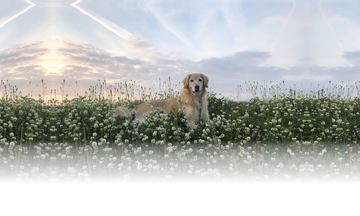 夏の愛犬との旅行 画像 3