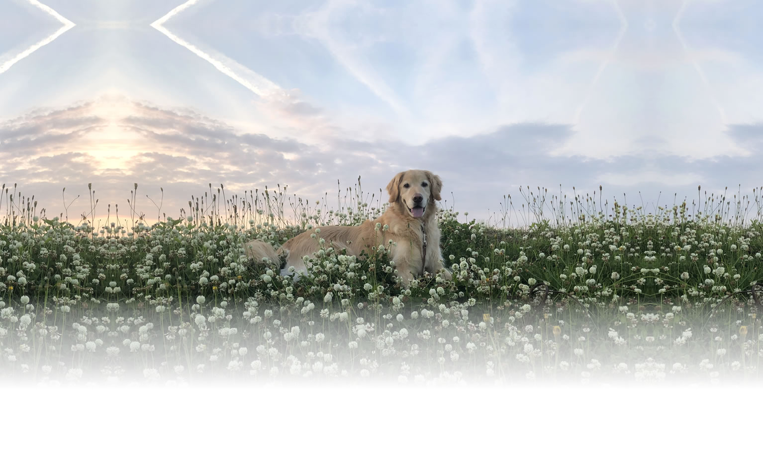 夏の愛犬との旅行 画像 3