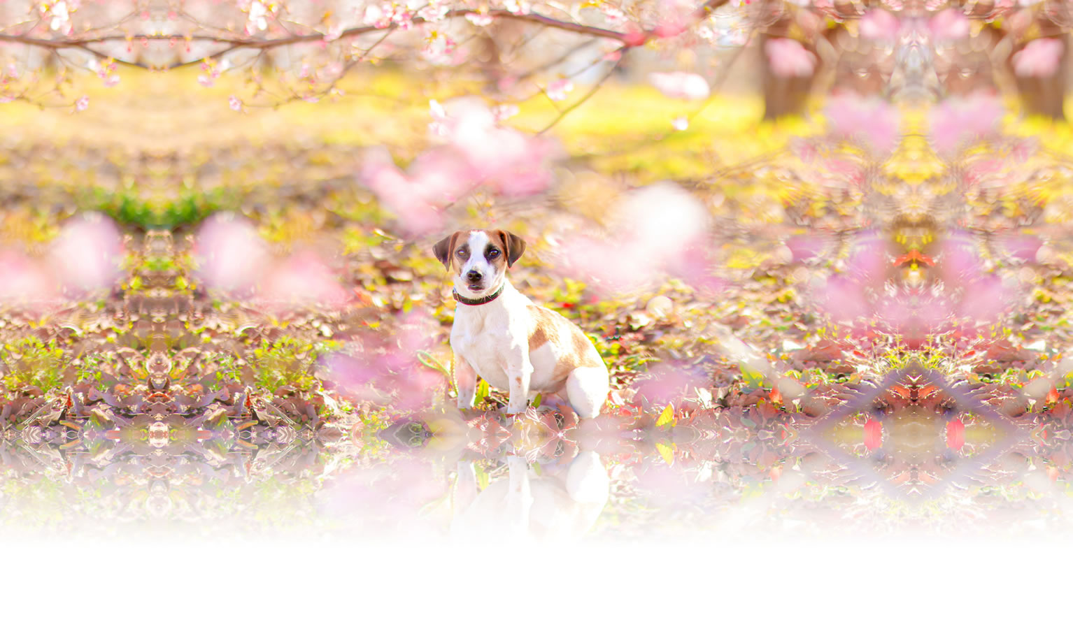 夏の愛犬との旅行 画像 3