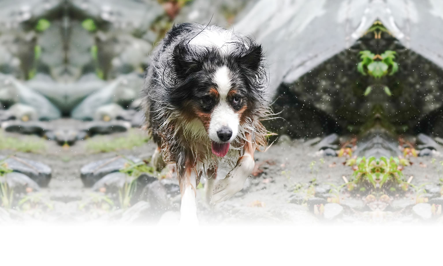 夏の愛犬との旅行 画像 3