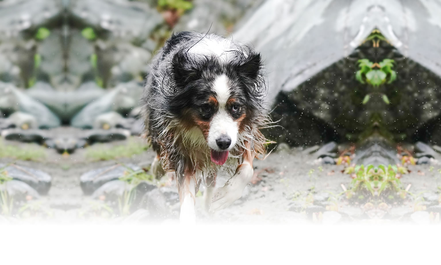 夏の愛犬との旅行 画像 3