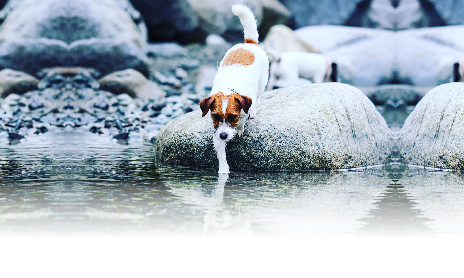 夏の愛犬との旅行 画像 3