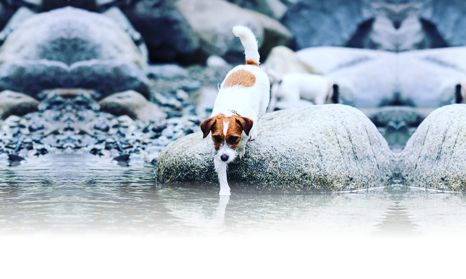 夏の愛犬との旅行 画像 3