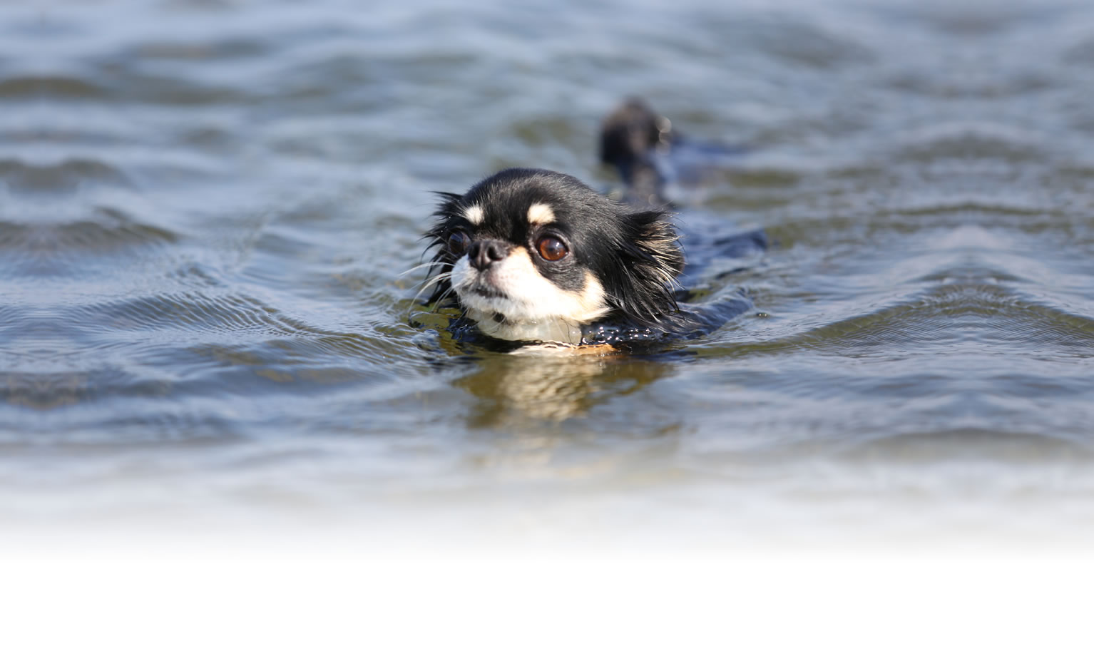 夏の愛犬との旅行 画像 3