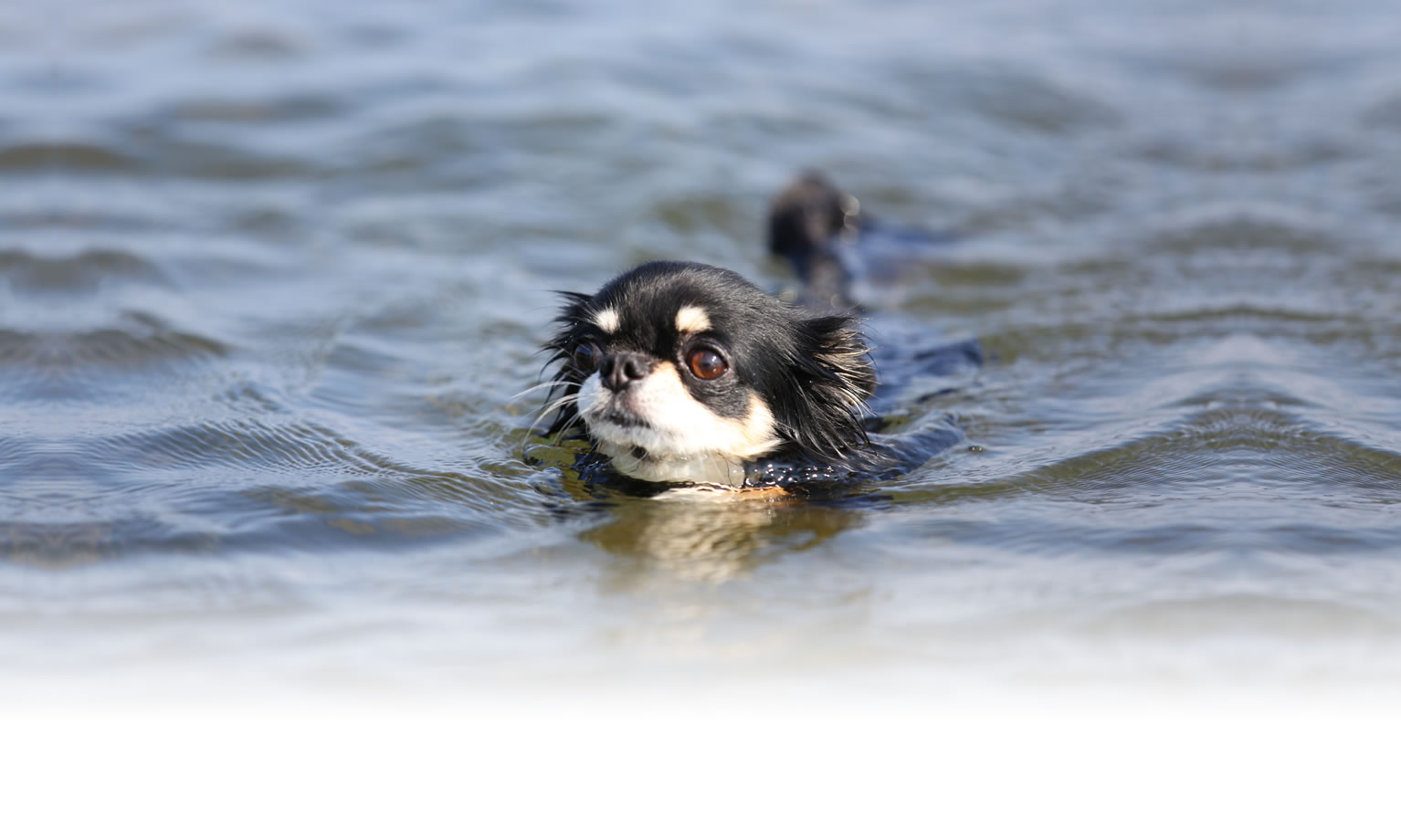 夏の愛犬との旅行 画像 3