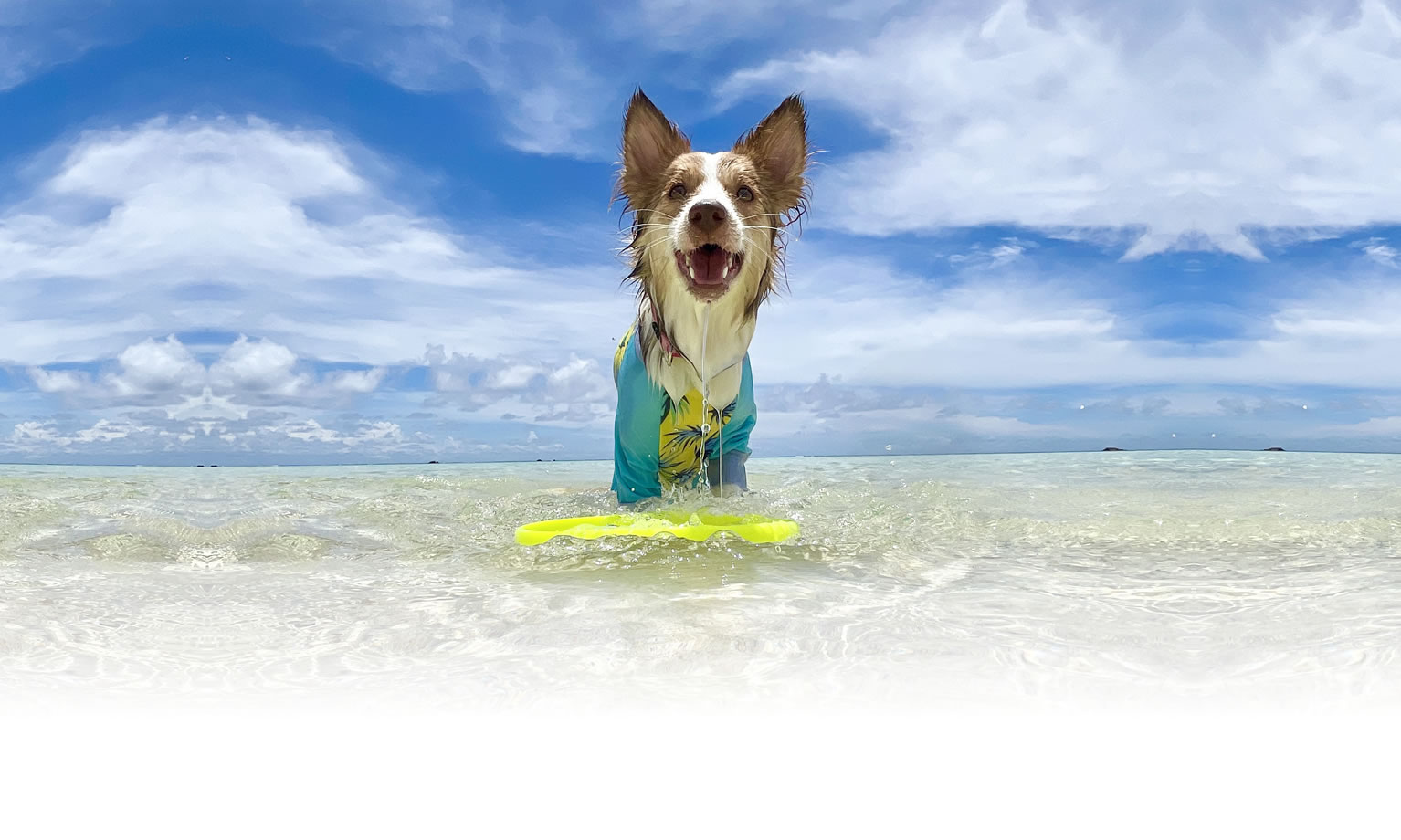 夏の愛犬との旅行 画像 3