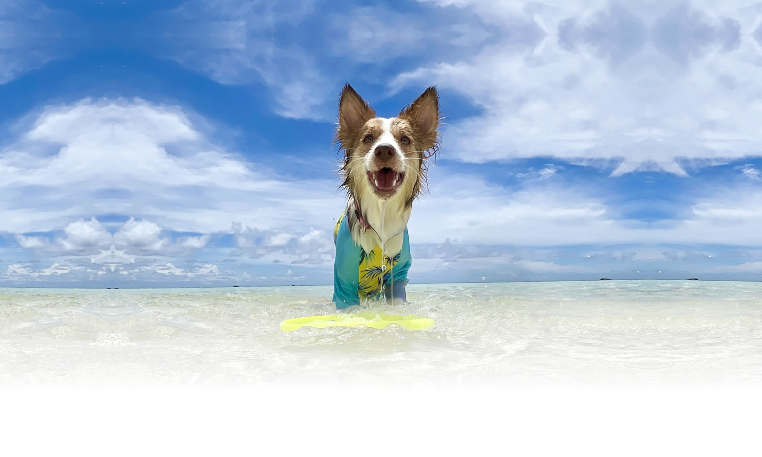 夏の愛犬との旅行 画像 3