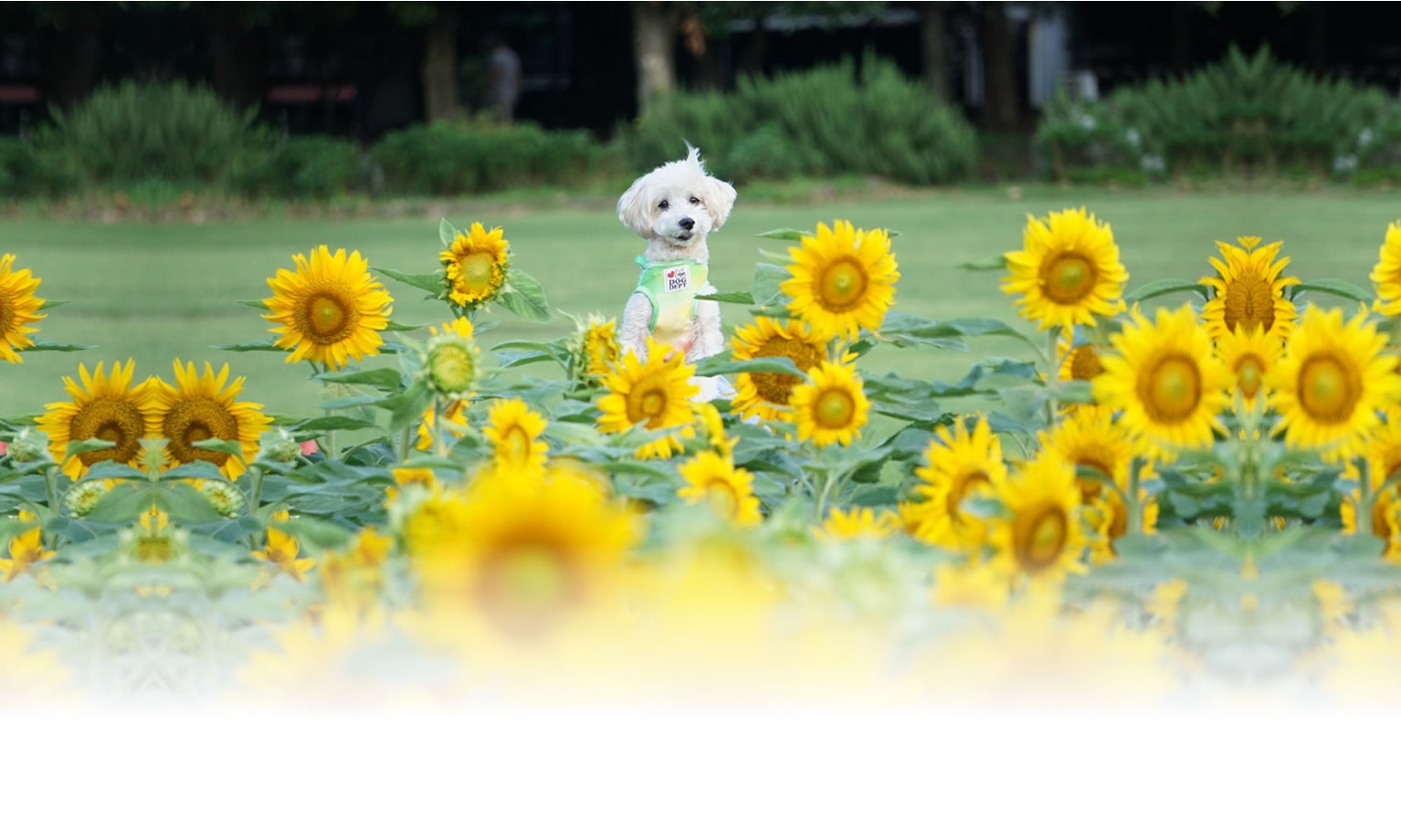 夏の愛犬との旅行 画像 3