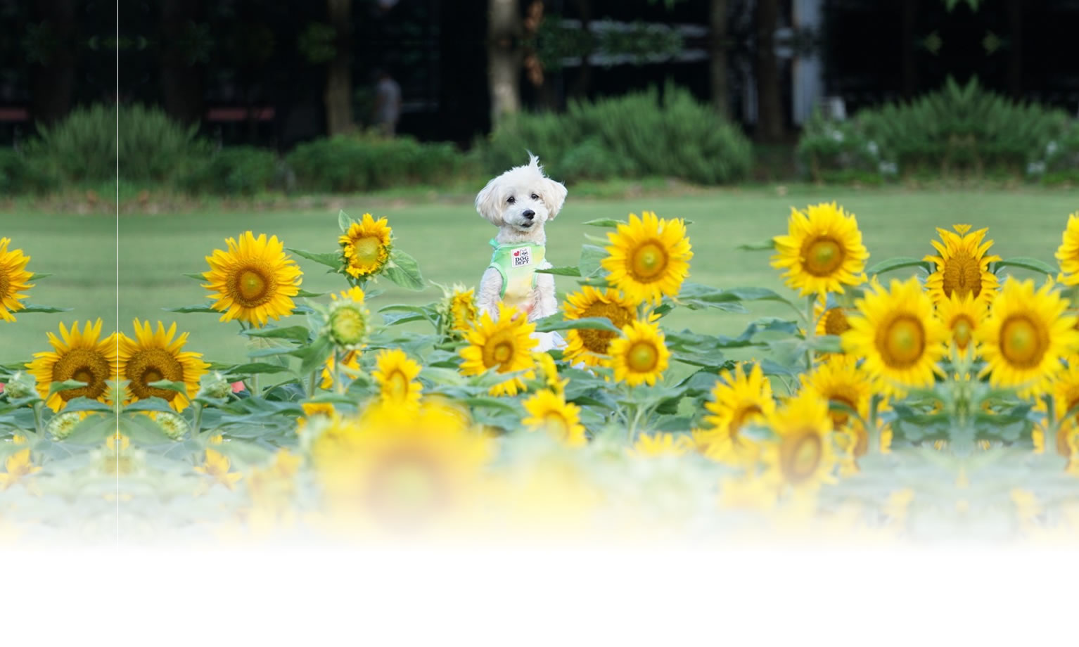 夏の愛犬との旅行 画像 3