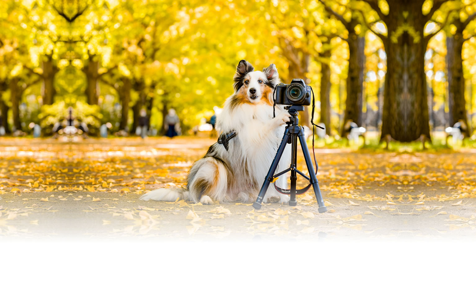 夏の愛犬との旅行 画像 3
