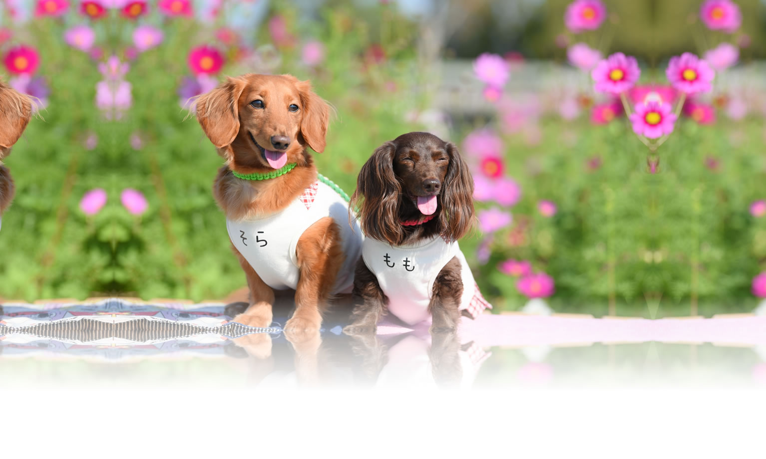 夏の愛犬との旅行 画像 3