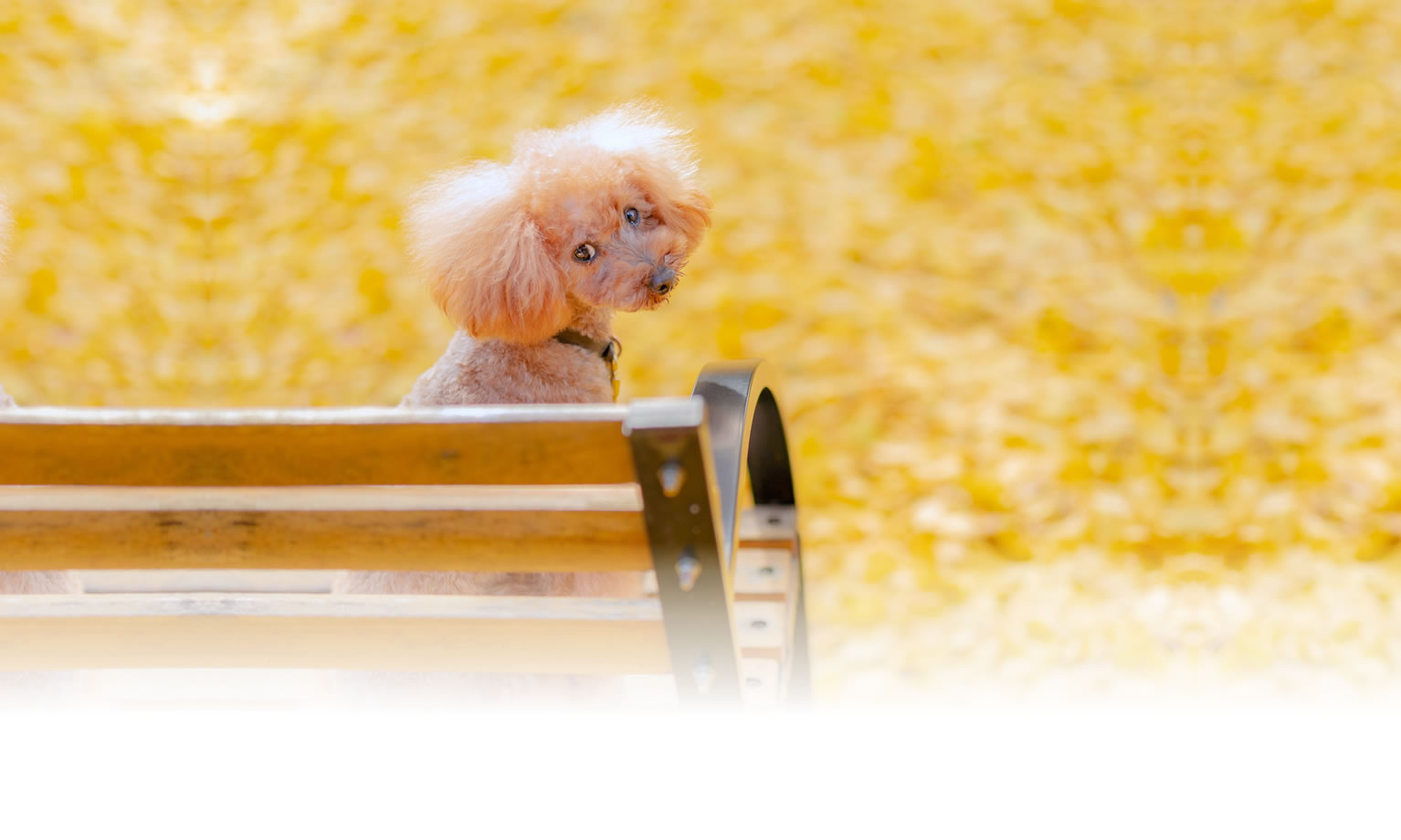 夏の愛犬との旅行 画像 3
