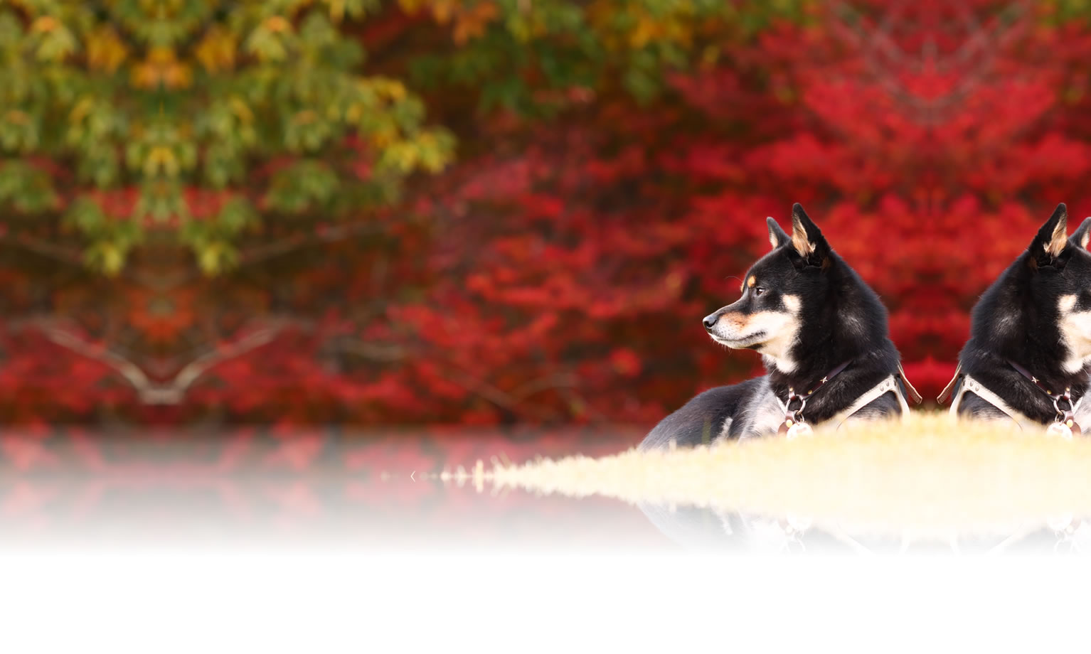 夏の愛犬との旅行 画像 3