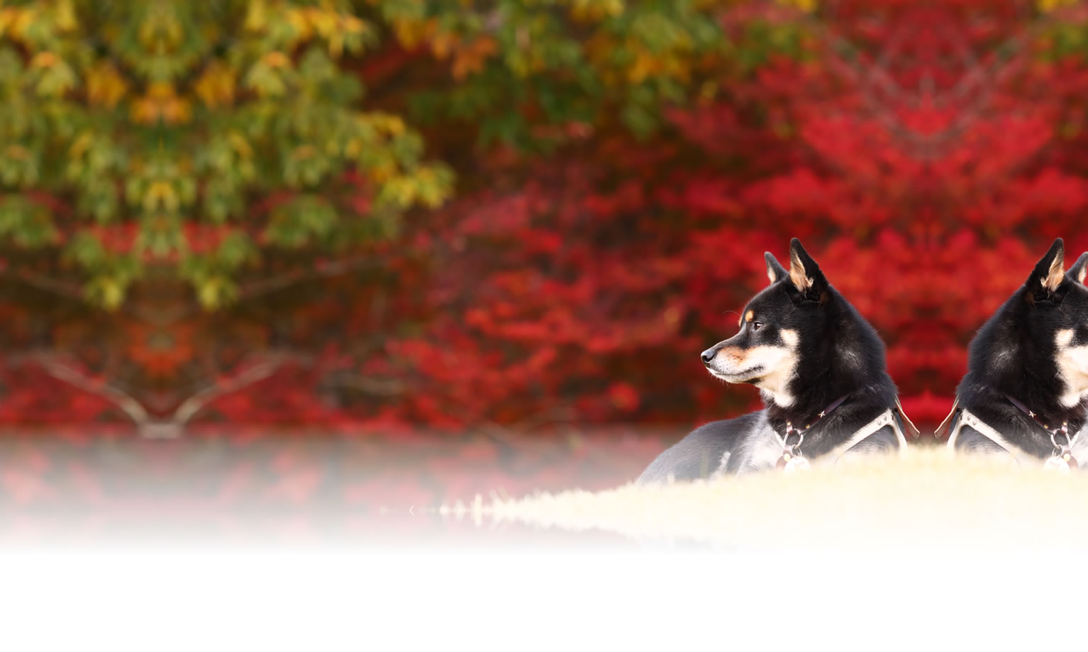 夏の愛犬との旅行 画像 3