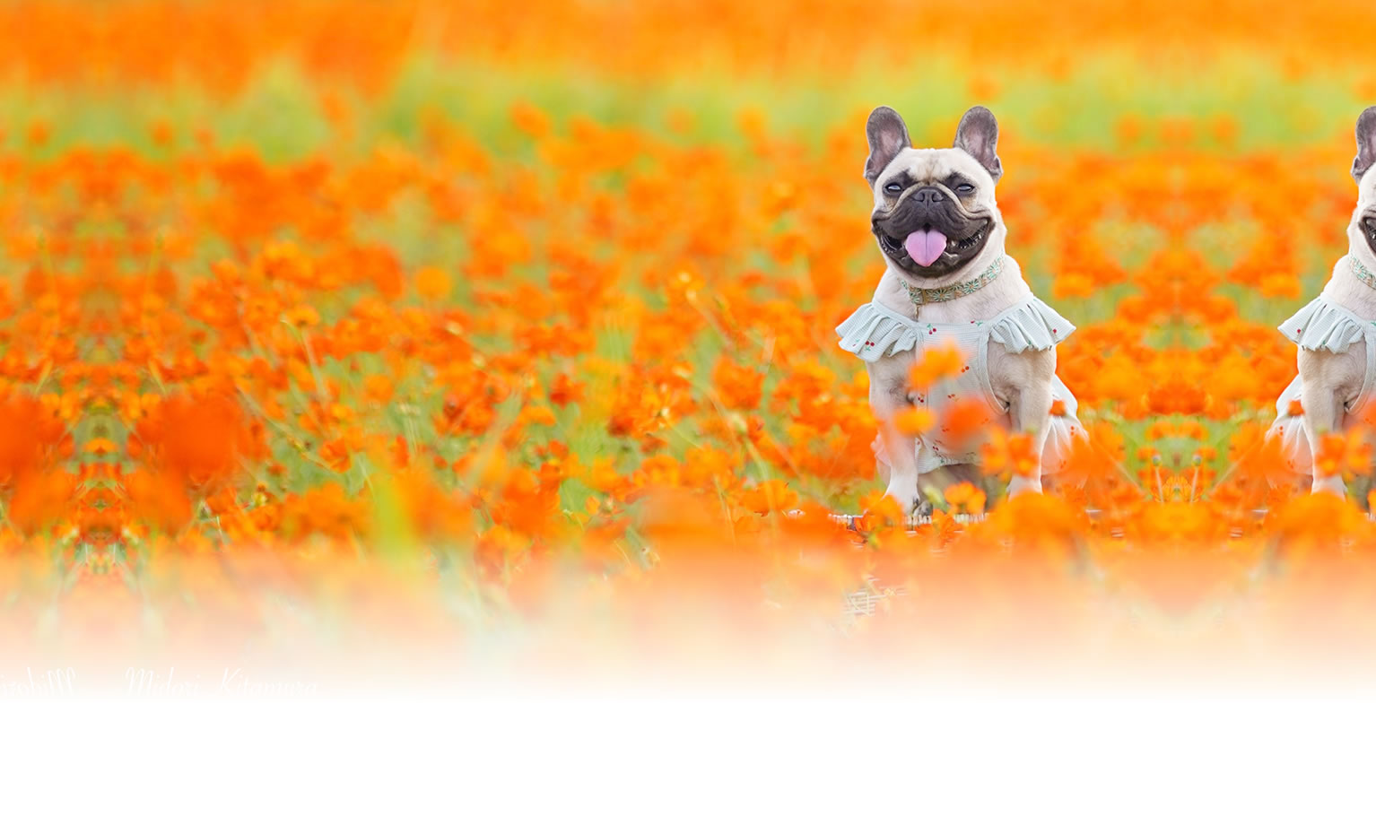 夏の愛犬との旅行 画像 3