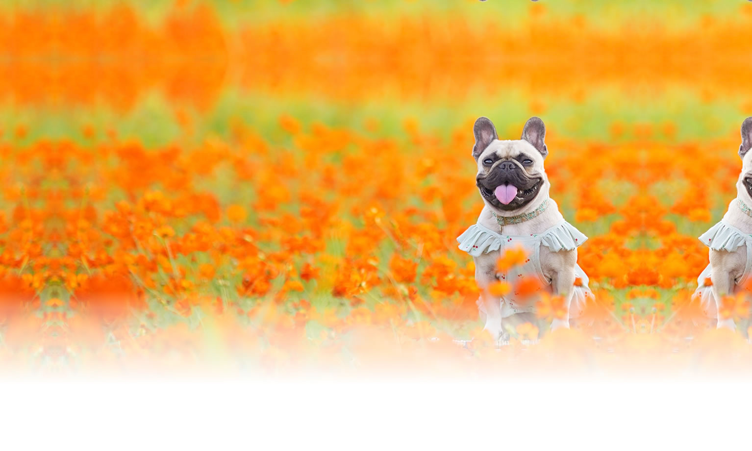 夏の愛犬との旅行 画像 3