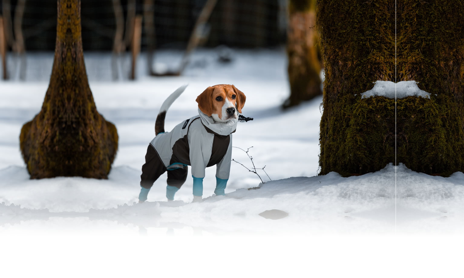 夏の愛犬との旅行 画像 3